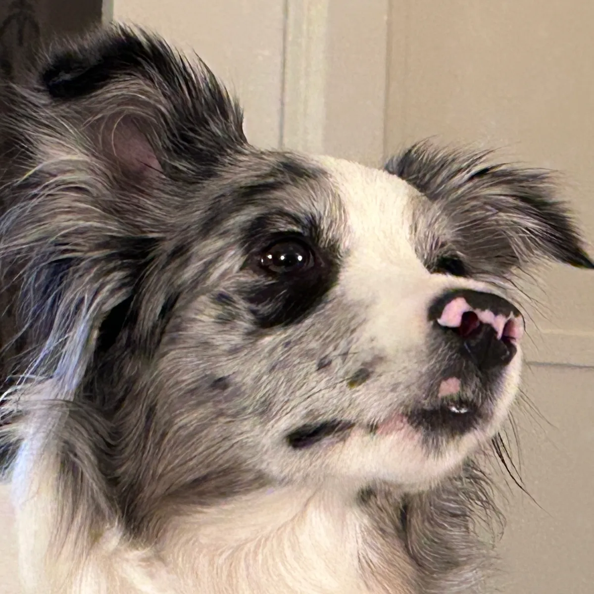 Frankie the Border Collie